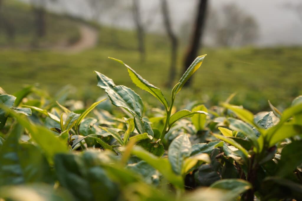 Darjeeling leaf-set, first flush