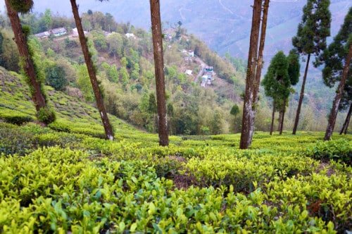 Tea growing at high altitude in Darjeeling