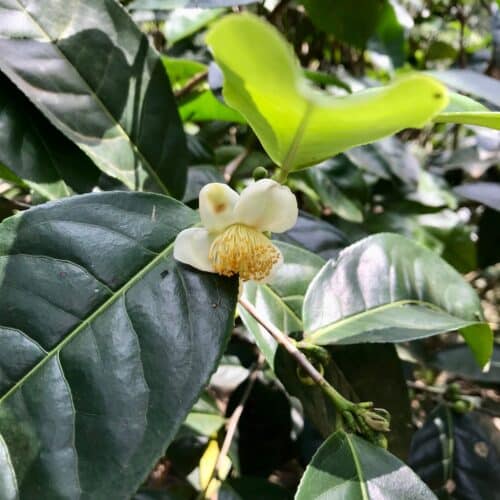 Camellia Sinensis Teepflanze
