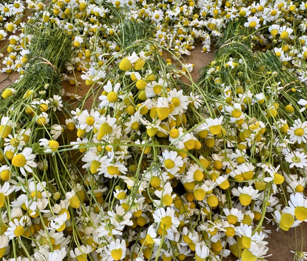 Kamille (Matricaria Chamomilla)