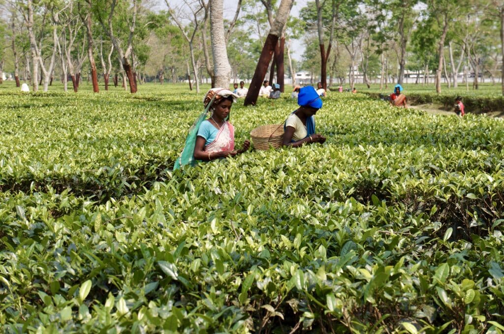 Teapflücker in Assam