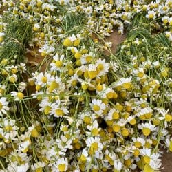 Chamomile (Matricaria chamomilla)
